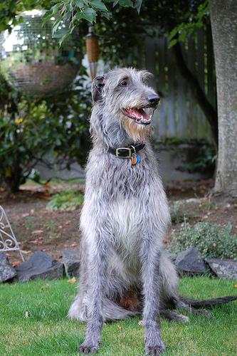 A dog image from https://images.dog.ceo/breeds/deerhound-scottish/n02092002_5652.jpg