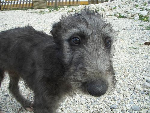 A dog image from https://images.dog.ceo/breeds/deerhound-scottish/n02092002_6180.jpg