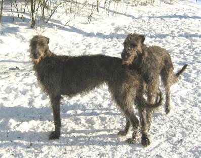 A dog image from https://images.dog.ceo/breeds/deerhound-scottish/n02092002_6339.jpg