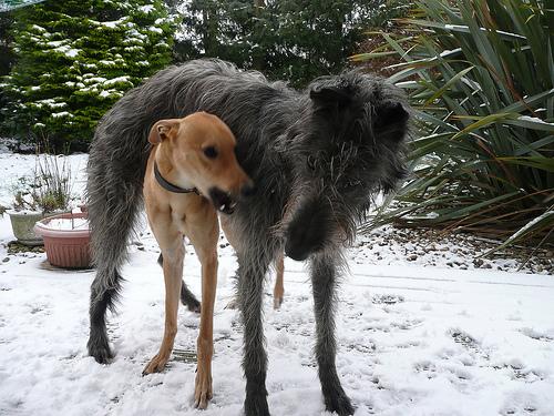 A dog image from https://images.dog.ceo/breeds/deerhound-scottish/n02092002_6518.jpg