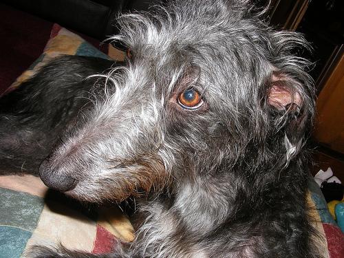 A dog image from https://images.dog.ceo/breeds/deerhound-scottish/n02092002_6625.jpg