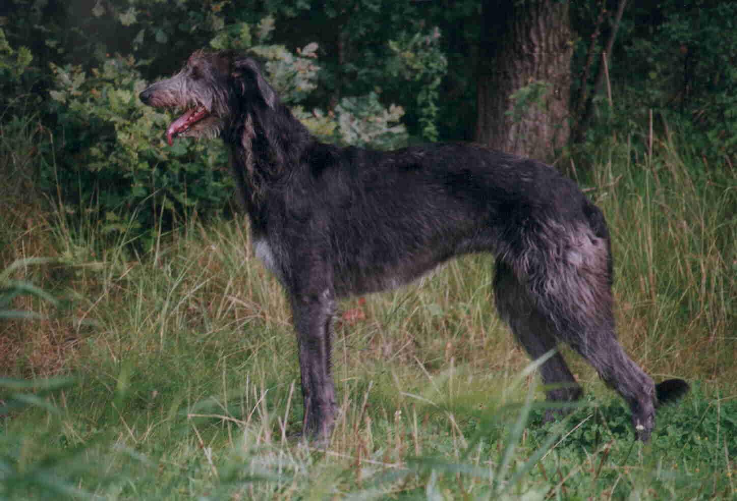 A dog image from https://images.dog.ceo/breeds/deerhound-scottish/n02092002_6953.jpg