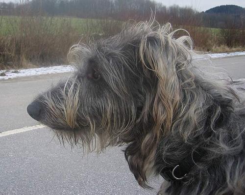 A dog image from https://images.dog.ceo/breeds/deerhound-scottish/n02092002_7165.jpg