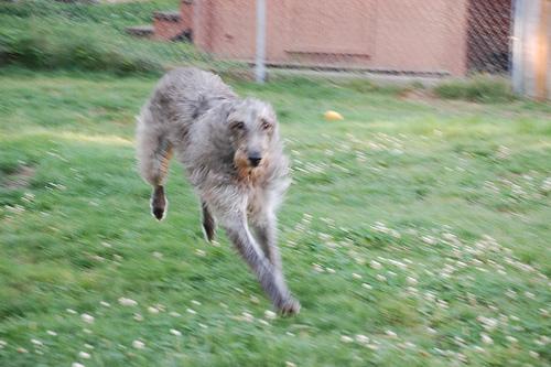 A dog image from https://images.dog.ceo/breeds/deerhound-scottish/n02092002_7172.jpg