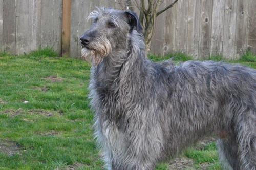 A dog image from https://images.dog.ceo/breeds/deerhound-scottish/n02092002_7314.jpg