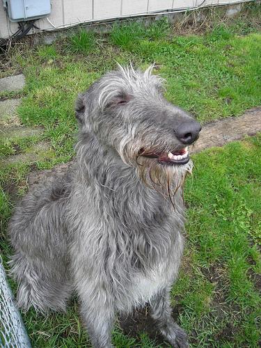 A dog image from https://images.dog.ceo/breeds/deerhound-scottish/n02092002_854.jpg