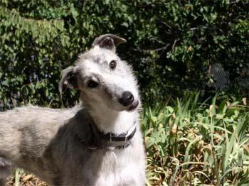 deerhound