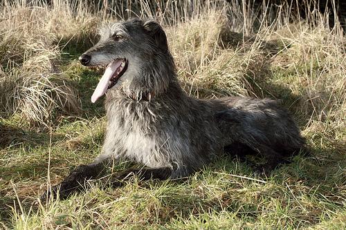 A dog image from https://images.dog.ceo/breeds/deerhound-scottish/n02092002_9863.jpg