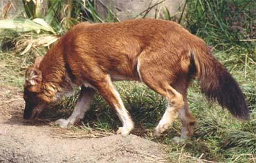 A dog image from https://images.dog.ceo/breeds/dhole/n02115913_1010.jpg