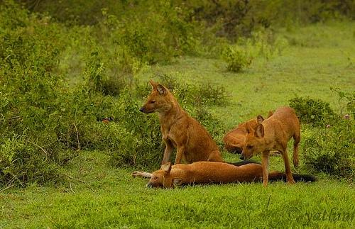 A dog image from https://images.dog.ceo/breeds/dhole/n02115913_1047.jpg