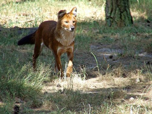 A dog image from https://images.dog.ceo/breeds/dhole/n02115913_1142.jpg