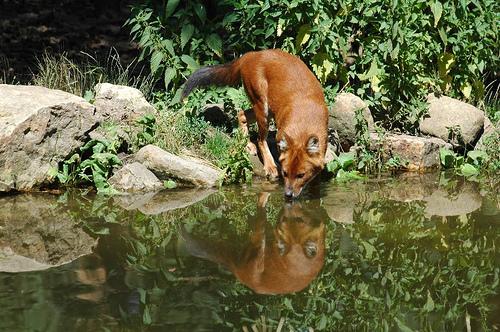 A dog image from https://images.dog.ceo/breeds/dhole/n02115913_1213.jpg