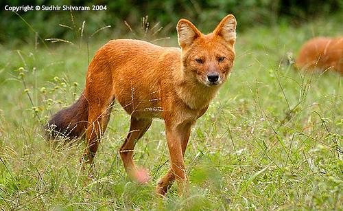 A dog image from https://images.dog.ceo/breeds/dhole/n02115913_1677.jpg