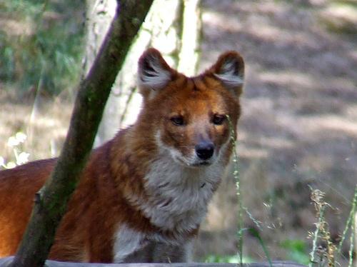 A dog image from https://images.dog.ceo/breeds/dhole/n02115913_1688.jpg