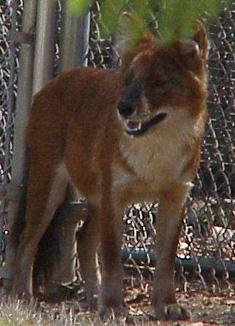 dhole