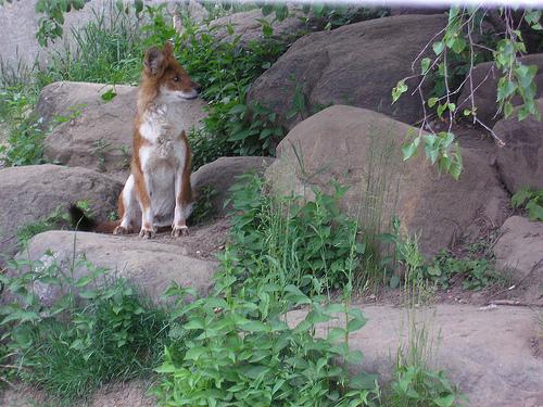 A dog image from https://images.dog.ceo/breeds/dhole/n02115913_2320.jpg