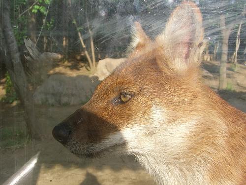 A dog image from https://images.dog.ceo/breeds/dhole/n02115913_2524.jpg