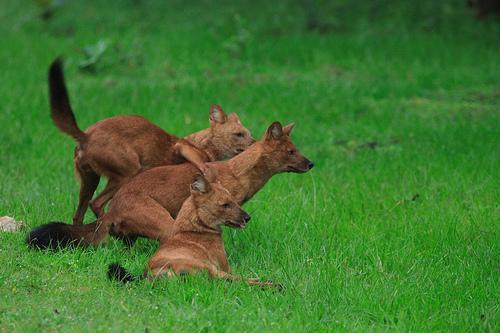 dhole