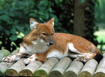 A dog image from https://images.dog.ceo/breeds/dhole/n02115913_3115.jpg