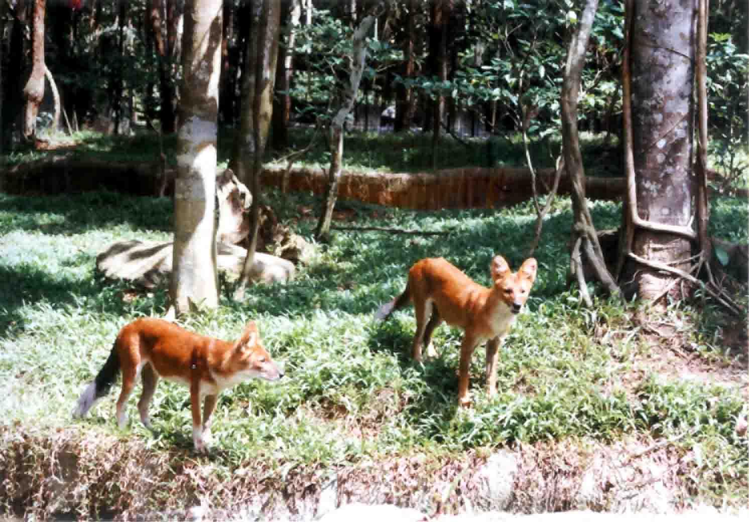 A dog image from https://images.dog.ceo/breeds/dhole/n02115913_3196.jpg