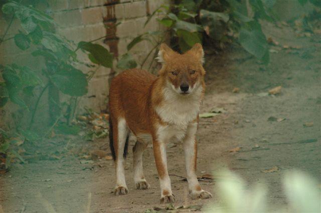 A dog image from https://images.dog.ceo/breeds/dhole/n02115913_359.jpg