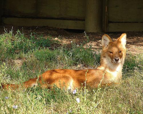 A dog image from https://images.dog.ceo/breeds/dhole/n02115913_3753.jpg