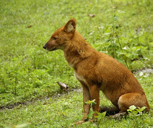 A dog image from https://images.dog.ceo/breeds/dhole/n02115913_4117.jpg