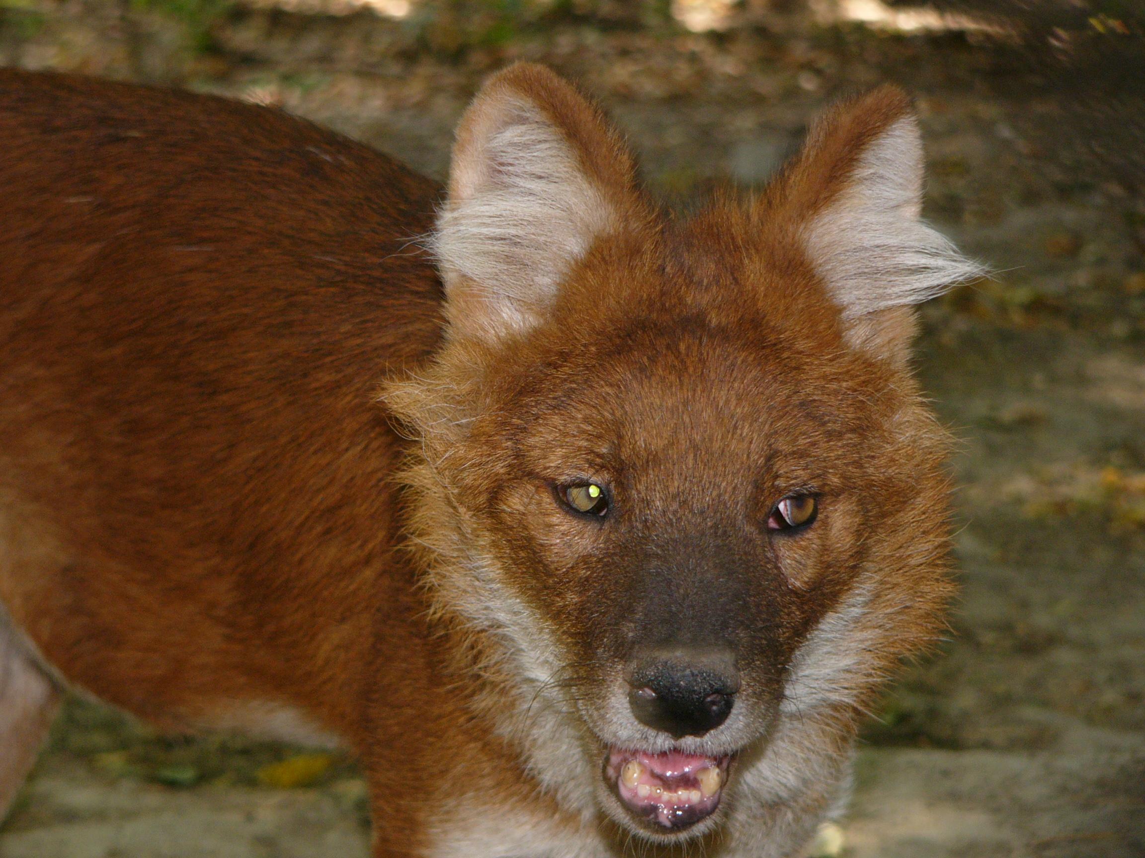 A dog image from https://images.dog.ceo/breeds/dhole/n02115913_4542.jpg