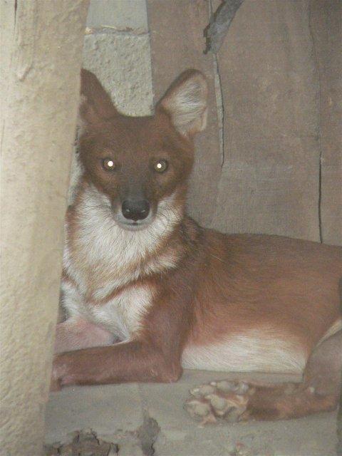 dhole