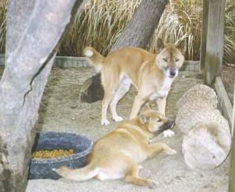 A dog image from https://images.dog.ceo/breeds/dhole/n02115913_739.jpg