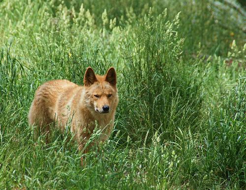 A dog image from https://images.dog.ceo/breeds/dingo/n02115641_10395.jpg