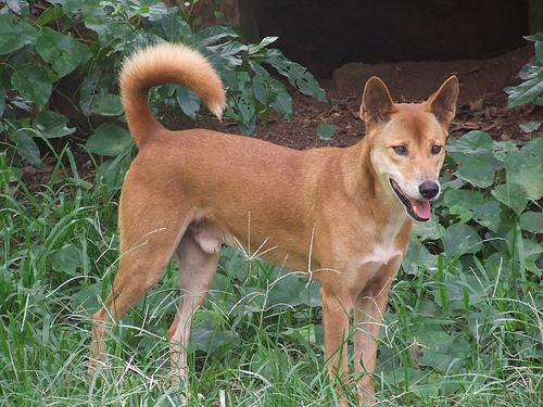 A dog image from https://images.dog.ceo/breeds/dingo/n02115641_11717.jpg