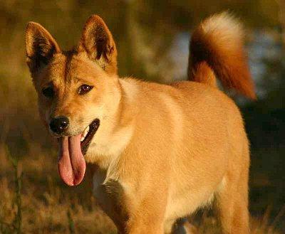 A dog image from https://images.dog.ceo/breeds/dingo/n02115641_1228.jpg