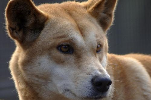 A dog image from https://images.dog.ceo/breeds/dingo/n02115641_12544.jpg