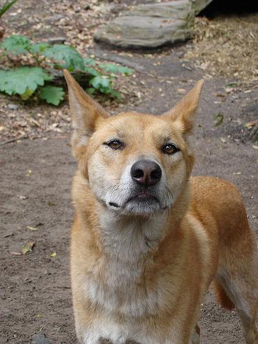 A dog image from https://images.dog.ceo/breeds/dingo/n02115641_13295.jpg