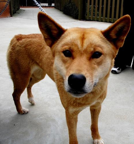 A dog image from https://images.dog.ceo/breeds/dingo/n02115641_13450.jpg