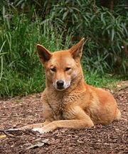 A dog image from https://images.dog.ceo/breeds/dingo/n02115641_14084.jpg