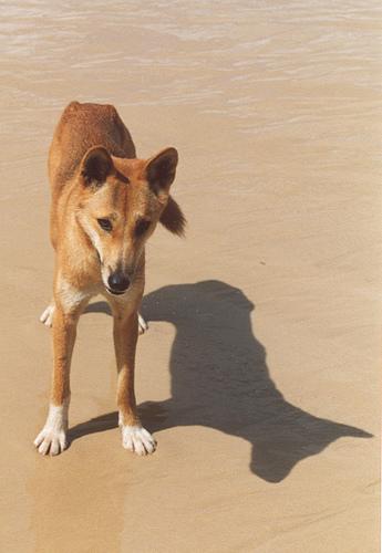 A dog image from https://images.dog.ceo/breeds/dingo/n02115641_1560.jpg