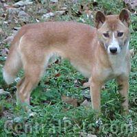 A dog image from https://images.dog.ceo/breeds/dingo/n02115641_2788.jpg