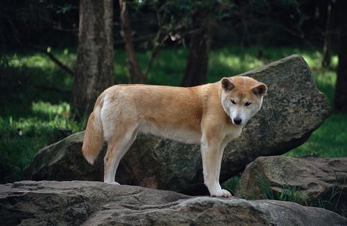 A dog image from https://images.dog.ceo/breeds/dingo/n02115641_4527.jpg