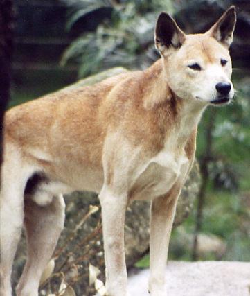 A dog image from https://images.dog.ceo/breeds/dingo/n02115641_4818.jpg