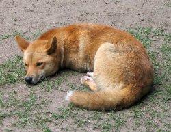 A dog image from https://images.dog.ceo/breeds/dingo/n02115641_5320.jpg