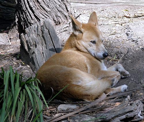 A dog image from https://images.dog.ceo/breeds/dingo/n02115641_6509.jpg