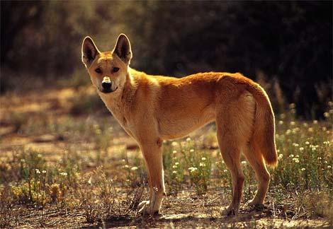 dingo