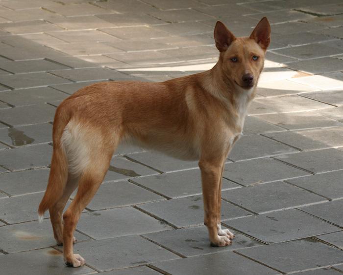 A dog image from https://images.dog.ceo/breeds/dingo/n02115641_670.jpg