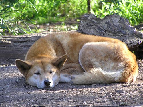 A dog image from https://images.dog.ceo/breeds/dingo/n02115641_8578.jpg