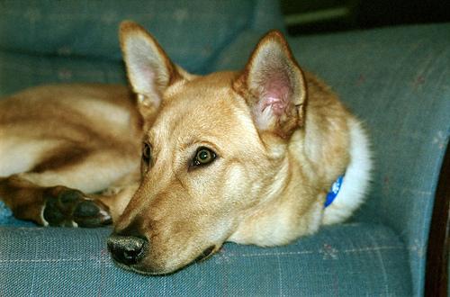 A dog image from https://images.dog.ceo/breeds/dingo/n02115641_9067.jpg