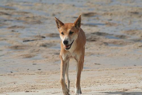 A dog image from https://images.dog.ceo/breeds/dingo/n02115641_9686.jpg