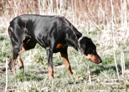 A dog image from https://images.dog.ceo/breeds/doberman/n02107142_11042.jpg