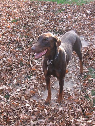 A dog image from https://images.dog.ceo/breeds/doberman/n02107142_12749.jpg